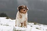 BERGER AUSTRALIEN PUPPIES 454